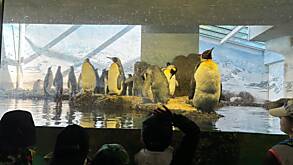 Zoobesuch (1e) Pinguine